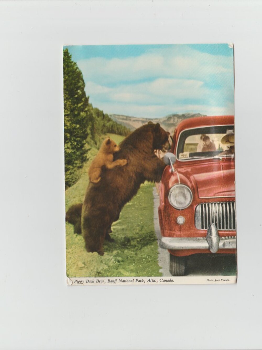 Vintage 1970 Postcard Rocky Mountain Black Bear & Cub Banff National Park Canada